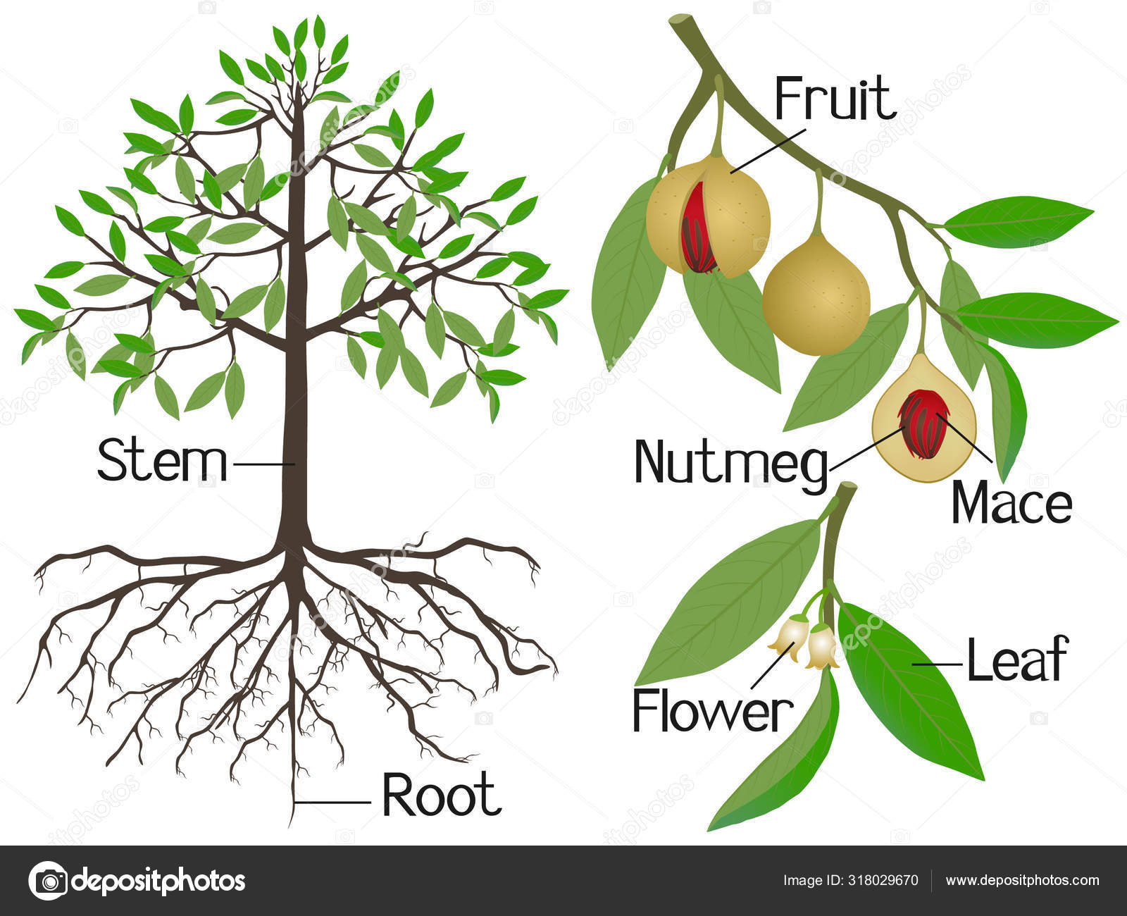 Showing Parts Nutmeg Plant White Background Stock Vector by ©ZAQzaq81  318029670, image size:1600x1300