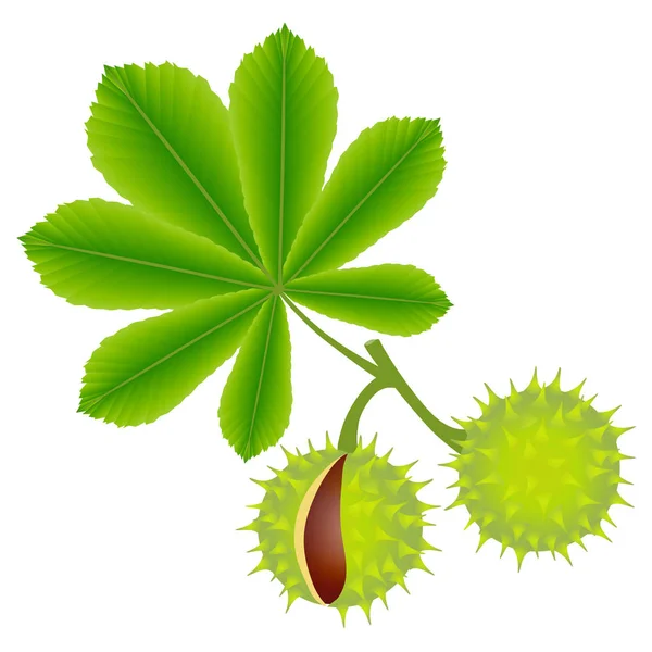 Horse Chestnuts Leaves Isolated White Background — Stock Vector