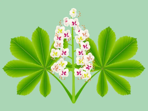 Flores Castaño Indias Con Hojas Sobre Fondo Verde — Vector de stock