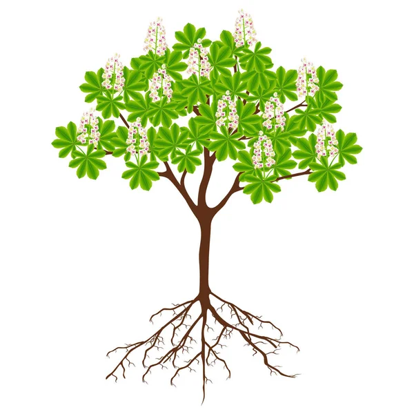 Дерево Корінням Квітами Кінського Каштана Білому Тлі — стоковий вектор