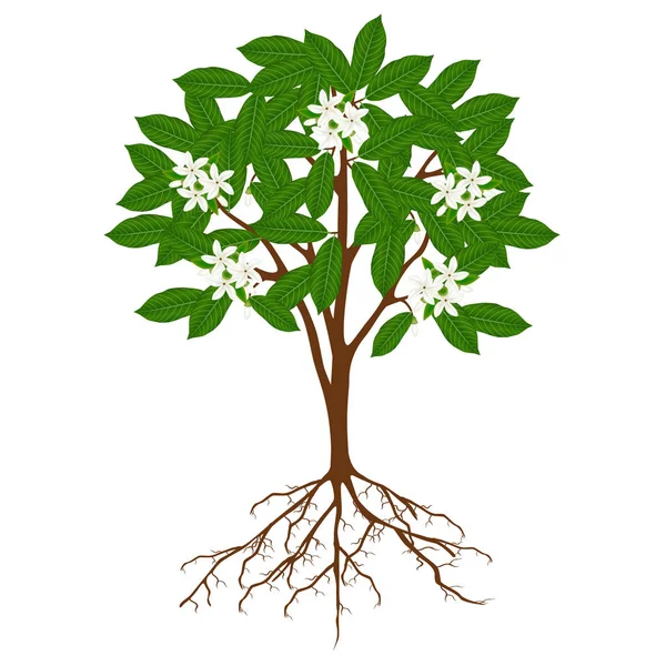 Borojoa Patinoi Baum Mit Blüten Auf Weißem Hintergrund — Stockvektor