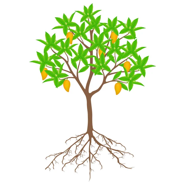 Canistel Αυγό Δέντρο Φρούτα Και Λουλούδια Λευκό Φόντο — Διανυσματικό Αρχείο