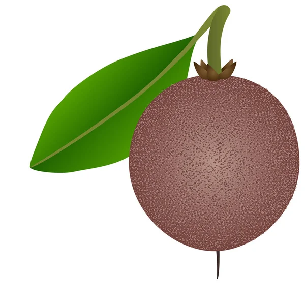 Fruta Madura Tropical Sapota Com Folha Sobre Fundo Branco — Vetor de Stock