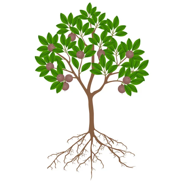 Sapote Träd Med Frukter Vit Bakgrund — Stock vektor