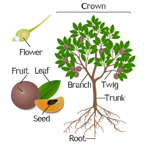 Parts of sapote plant on a white background.