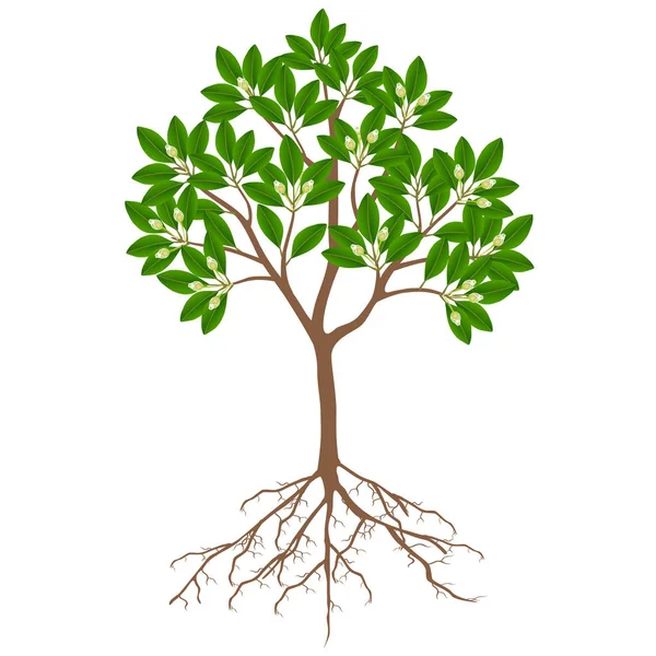 Sapote Árvore Com Flores Fundo Branco —  Vetores de Stock