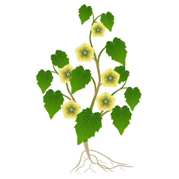 白い背景に根を持つ花序の植物 — ストックベクタ
