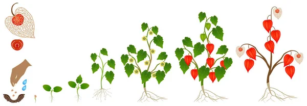 白い背景に植物の成長のサイクル — ストックベクタ