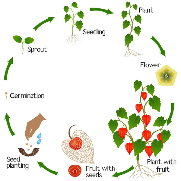 Ciclo Crecimiento Planta Physalis Sobre Fondo Blanco — Vector de stock