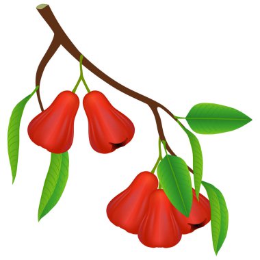 Gül elmalı ve beyaz arkaplanda yapraklı bir dal..