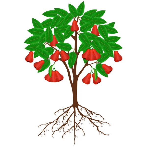 Árvore Maçã Rosa Com Frutas Raízes Fundo Branco —  Vetores de Stock