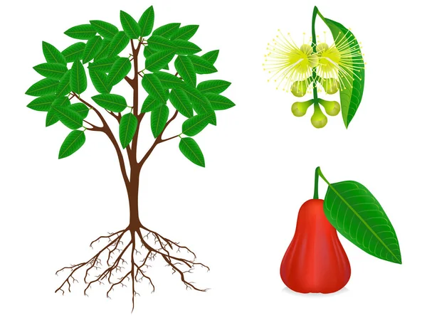 Μέρη Του Δέντρου Syzygium Jambos Λευκό Φόντο — Διανυσματικό Αρχείο