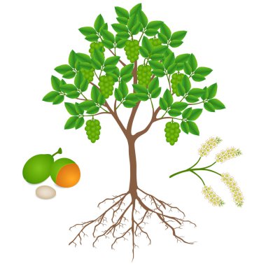 Melicoccus bijugatus İspanyol limonu veya ginepa, meyveli ve çiçekli mamoncillo ağacı.