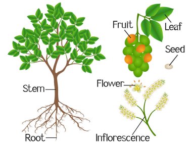 Amelicoccus bijugatus 'un İspanyol limonu ya da ginepa, beyaz arka planda mamoncillo ağacı parçaları..