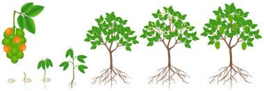 melicoccus bijugatus 'un büyüme döngüsü İspanyol limonu veya ginepa, mamoncillo bitkisi.