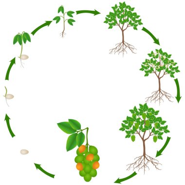 melicoccus bijugatus 'un yaşam döngüsü İspanyol limonu veya ginepa, mamoncillo bitkisi.
