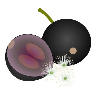 Jaboticaba Brezilya üzümü yarısı ve çiçekli..