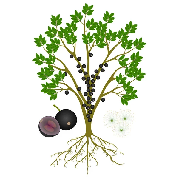 Jaboticaba Planta Uva Brasileña Con Frutas Flores Blanco — Vector de stock