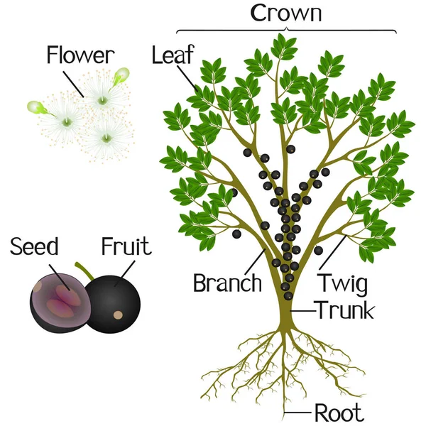 Partes Jaboticaba Planta Uva Brasileña Sobre Fondo Blanco — Vector de stock