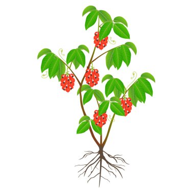 Guarana Paullinia cupana beyaz arka planda meyve ve kökleri ile çalılar.
