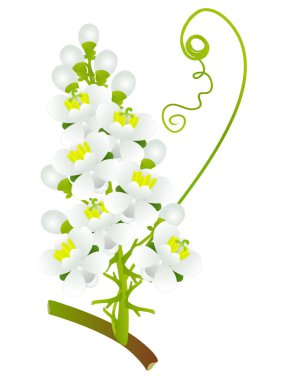 Beyaz arka planda Guarana Paullinia cupana çiçekleri.