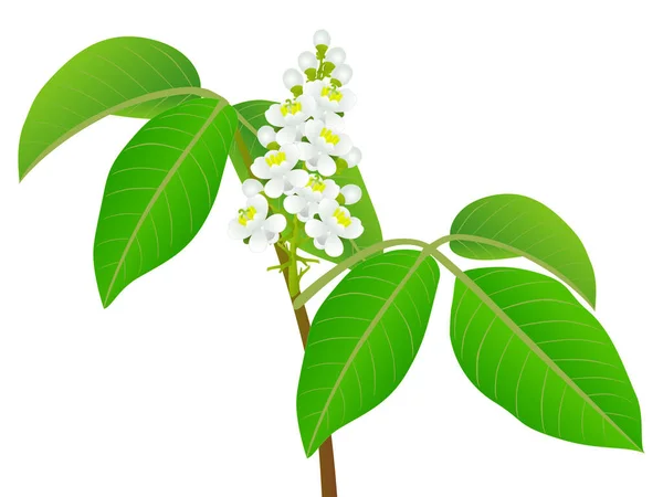 Guarana Paullinia Cupana Κλαδί Λουλούδια Λευκό Φόντο — Διανυσματικό Αρχείο