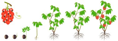 guarana paullinia cupana bitkisinin beyaz zemin üzerindeki büyüme döngüsü.