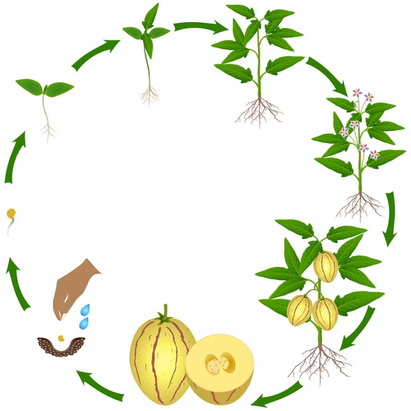 Levenscyclus Van Pepino Meloen Plant Een Witte Achtergrond — Stockvector