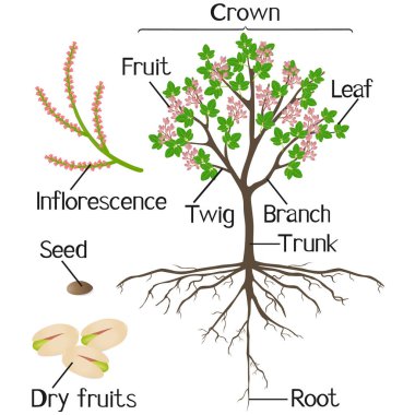 Beyaz arka planda fıstıklı bitkiler..