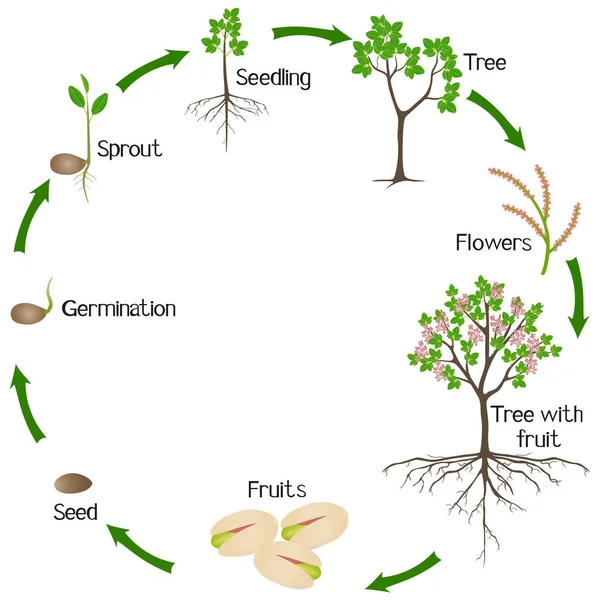 Ciclo Crecimiento Planta Pistacho Sobre Fondo Blanco — Vector de stock