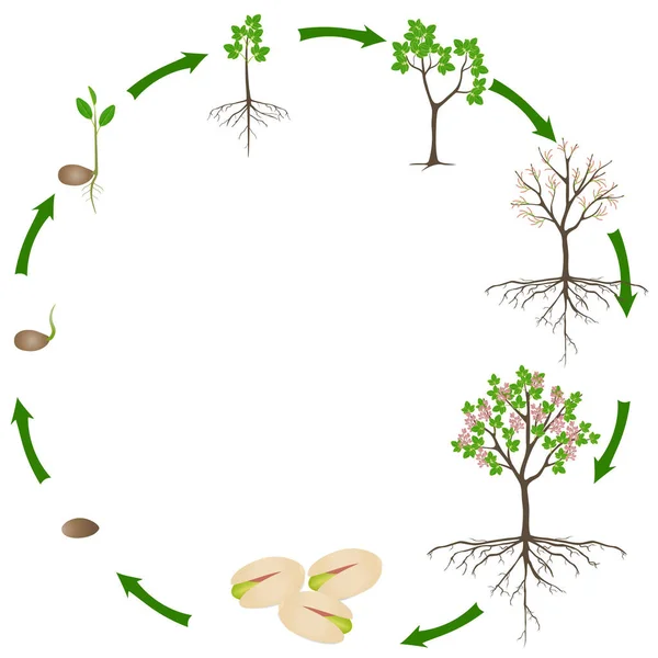 Ciclo Vida Planta Pistache Sobre Fundo Branco — Vetor de Stock