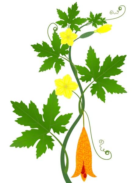 Momordica Charantia Pahit Melon Cabang Dengan Buah Dan Bunga - Stok Vektor