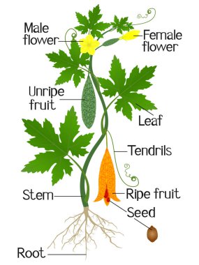 Beyaz arka planda Momordica charantia kavun bitkisinin parçaları..