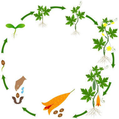 Momordica charantia 'nın yaşam döngüsü beyaz arka planda acı kavun bitkisi.