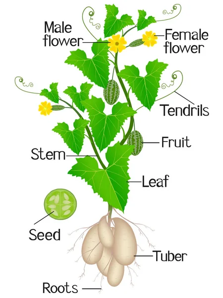 배경에 트리아 Cucamelon 식물로 알려진 부분들 — 스톡 벡터