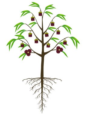 Asimina triloba, kökleri beyaz arka planda olan papaw çiçeği ağacı..