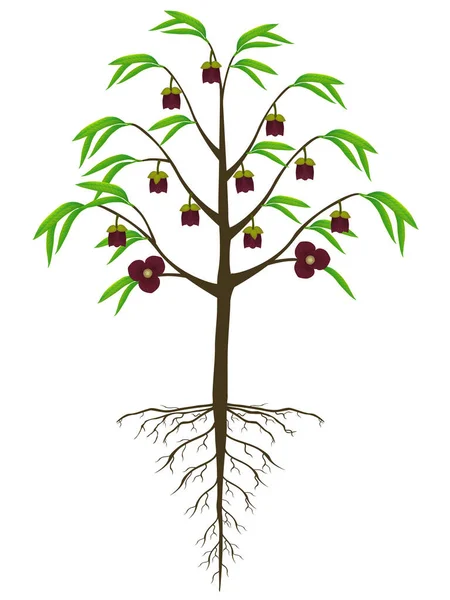 Asimina Triloba Papaw Blommande Träd Med Rötter Vit Bakgrund — Stock vektor