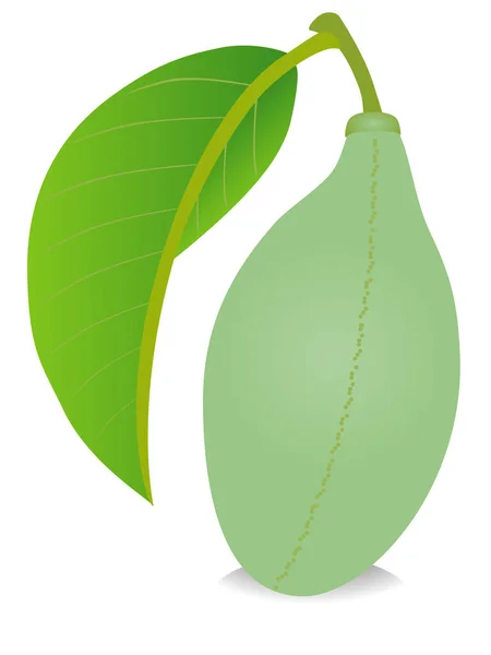 Asimina Triloba Pawpaw Fruit Green Leaf Isolated White Background — Stock Vector