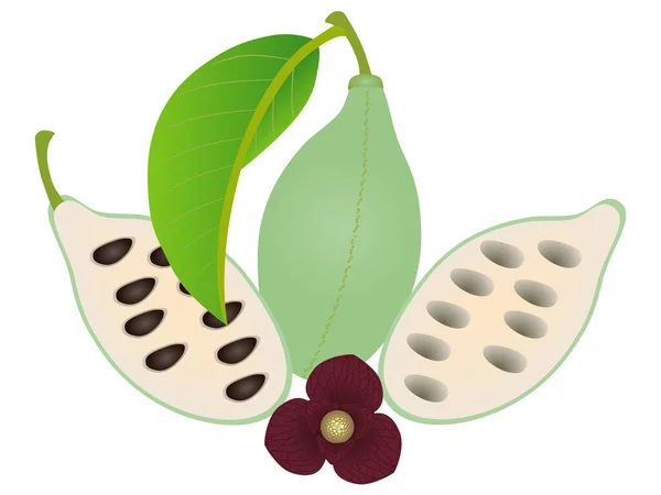 Asimina Triloba Pawpaw Ολόκληρο Φρούτο Μισό Και Λουλούδι — Διανυσματικό Αρχείο