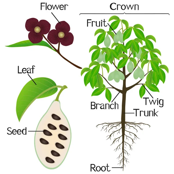 Parties Asimina Triloba Plante Patte Scie Sur Fond Blanc — Image vectorielle