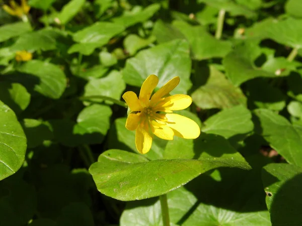 Żółty Kwiat Lilii Wodnej — Zdjęcie stockowe