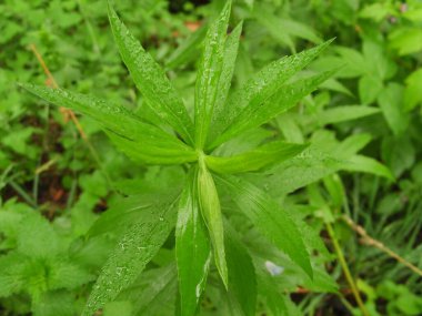 Yağmur damlalı yeşil bitkiler