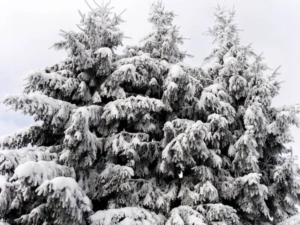 Schneebedeckte Tannen Winterwald — Stockfoto