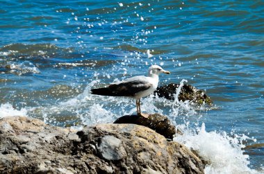 Deniz kıyısındaki martı kayıyor.