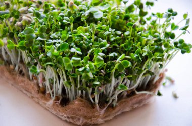 Küçük turp mikrojenleri yakın plan.