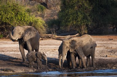 İçme ve Chobe nehir, Botswana Chobe Ulusal parkta Çamurda oynamak sürüsü