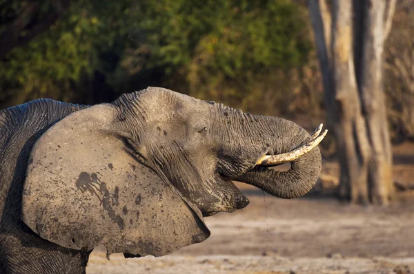 Eau potable des éléphants dans la rivière Chobe, parc national de Chobe, au Botswana — Photo