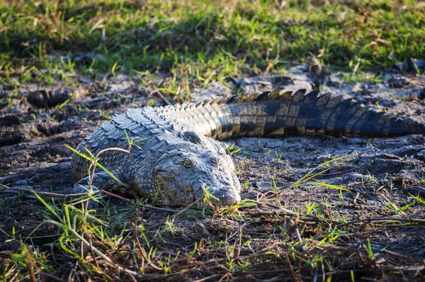 Crocodilo do Nilo nas margens do rio Chobe, Parque Nacional Chobe, no Botsuana — Fotografia de Stock