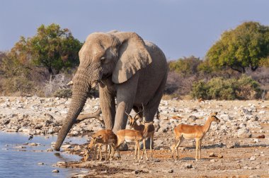 Impalas grup ve bir su birikintisinin etkin Milli Parkı, Namibya içme bir erkek fil