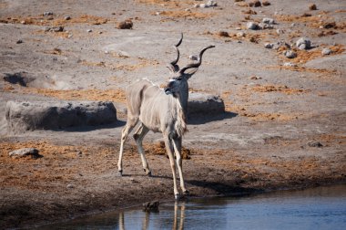 Erkek Kudu bir su birikintisinin etkin Milli Parkı, Namibya